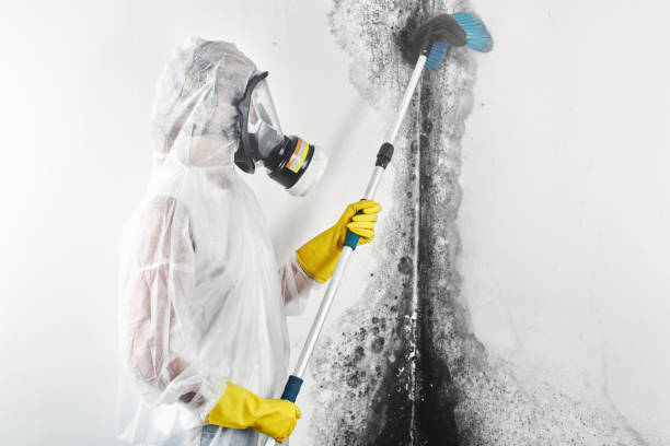 Best Water Damage & Mold Remediation  in Walce Ridge, LA