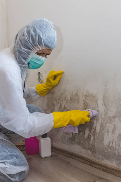 Best Forensic Mold Investigation  in Walce Ridge, LA