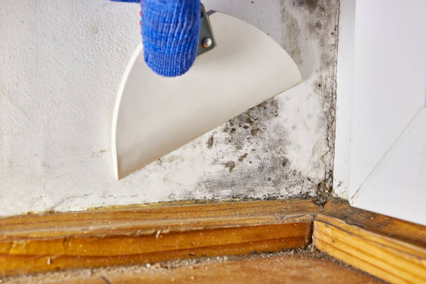 Best Indoor Air Quality Assessment  in Walce Ridge, LA