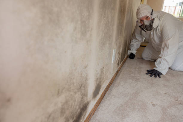 Best Real Estate Mold Inspection  in Walce Ridge, LA